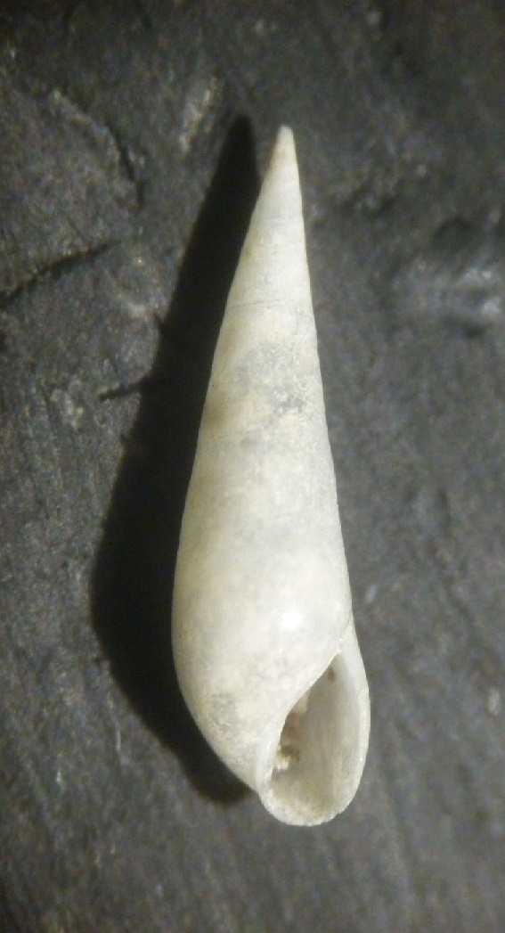Melanella  da determinare